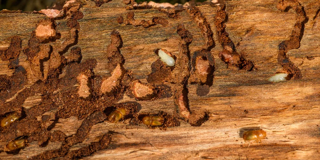 Pest Control Cost 2026: $150–$400 One-Time or $40–$85/Visit Quarterly