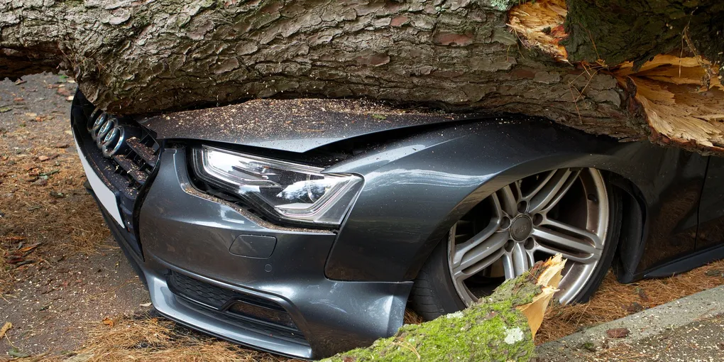 Tree Removal Cost 2026: $300–$2,500 by Tree Size + Stump Grinding Prices